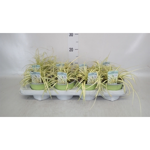 Carex hachijoensis 'Evergold'