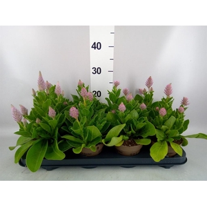 Ptilotus exaltatus 'Joey'