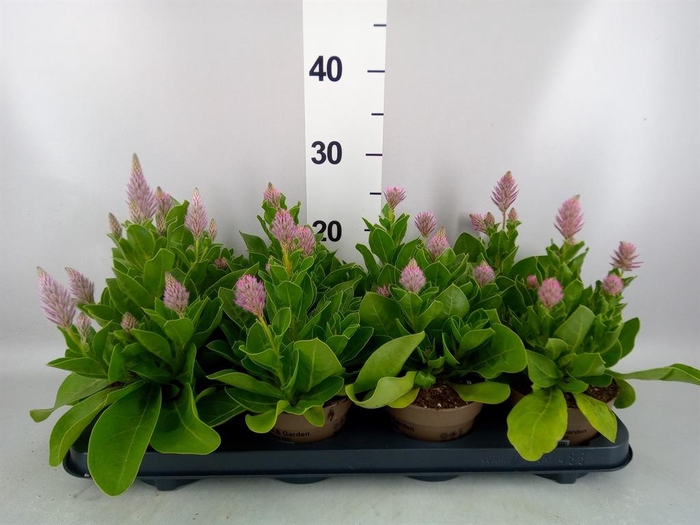 <h4>Ptilotus exaltatus 'Joey'</h4>