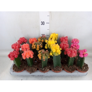 Gymnocalycium mihanov. 'Brasil'