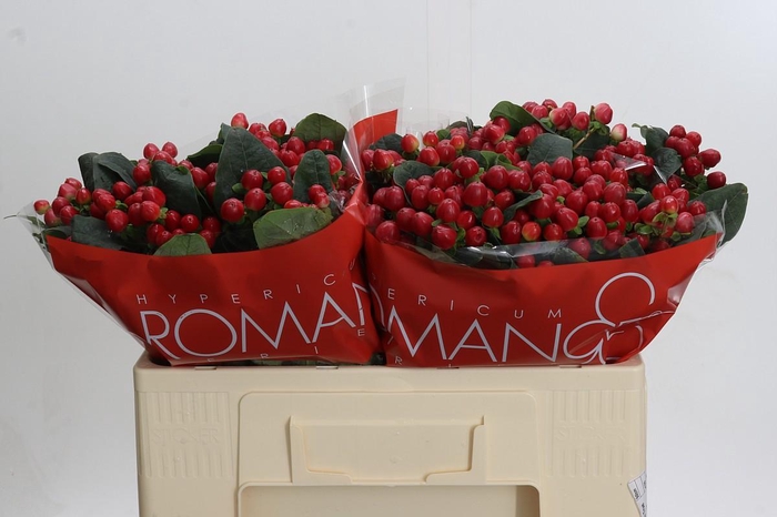 <h4>Hypericum True Romance</h4>