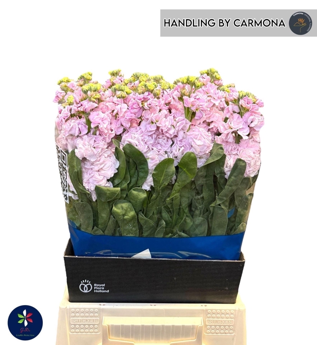<h4>Matthiola incana 'Pink'</h4>