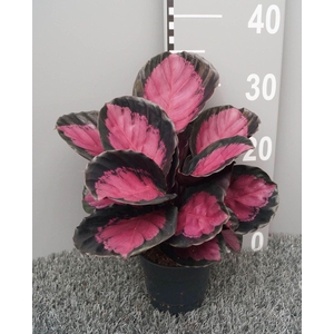 Calathea roseopicta Crimson