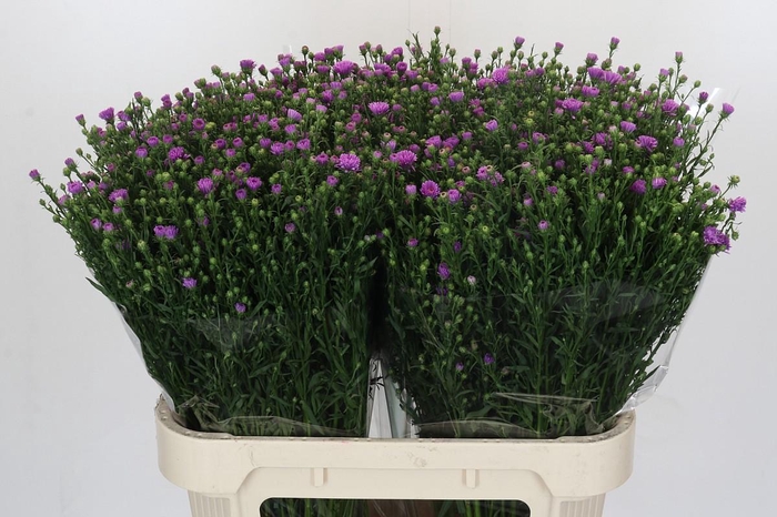 <h4>Aster Casarosa</h4>