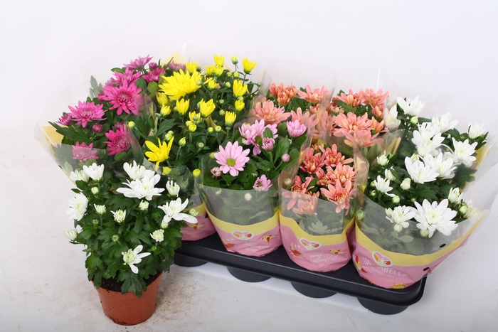 <h4>CHRYS GEM 5 KL</h4>