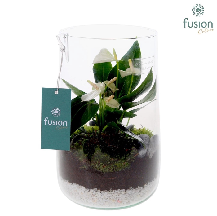 <h4>Green Bottle Deline Large met Anthurium 24 uur levering</h4>