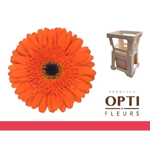 Gerbera Candela Water