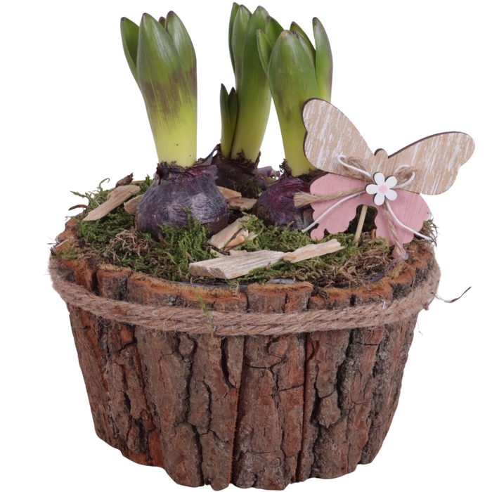 <h4>Bulbs Arr. Hyacint Wooden Natural Bark Pot with Rope Ø17cm 3PP</h4>