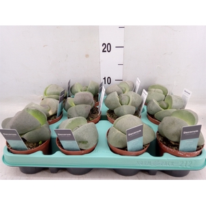 Lithops spp.