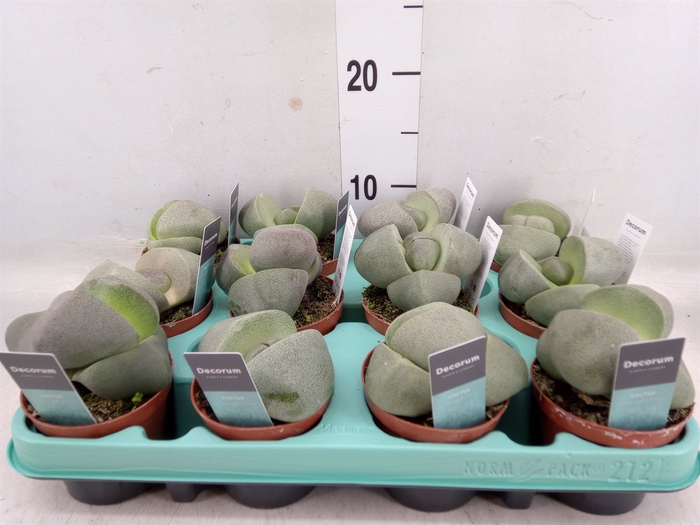 <h4>Lithops spp.</h4>