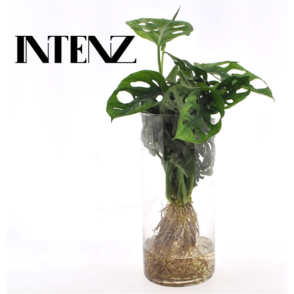 <h4>Monstera obliqua ('Leichtlinii')</h4>