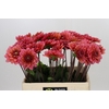 Dahlia Salmon Runner