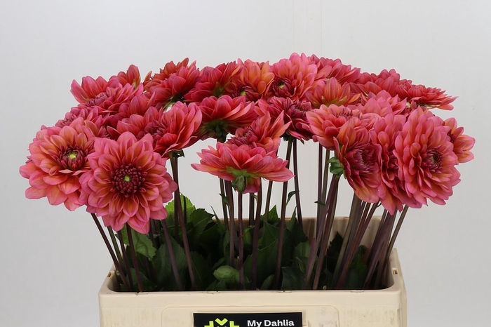 Dahlia Salmon Runner