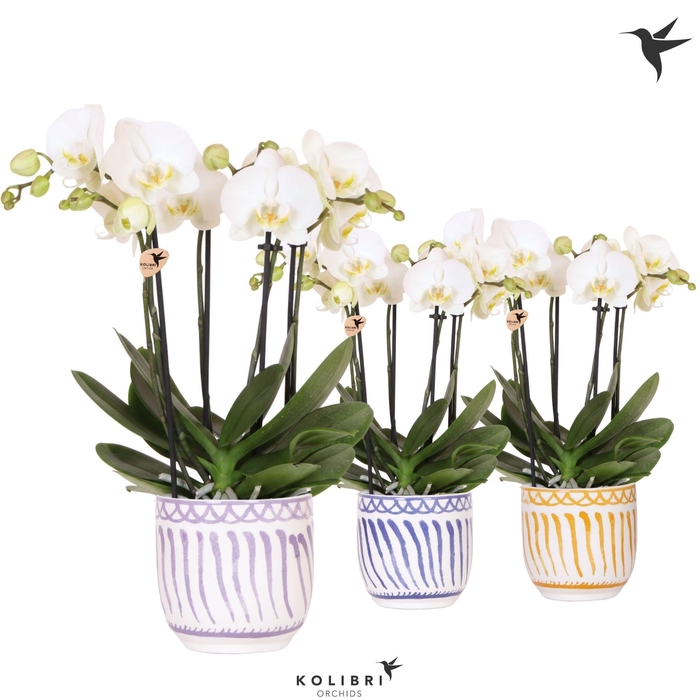 <h4>Kolibri Orchids Phalaenopsis Jewel Ghent 4 spike in Granada pot mix</h4>