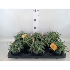 Crassula  'Kraaiepootje'