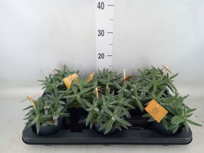 <h4>Crassula  'Kraaiepootje'</h4>