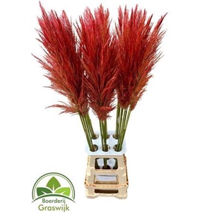 Corta Selloan Klb Coral