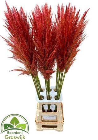 <h4>Corta Selloan Klb Coral</h4>