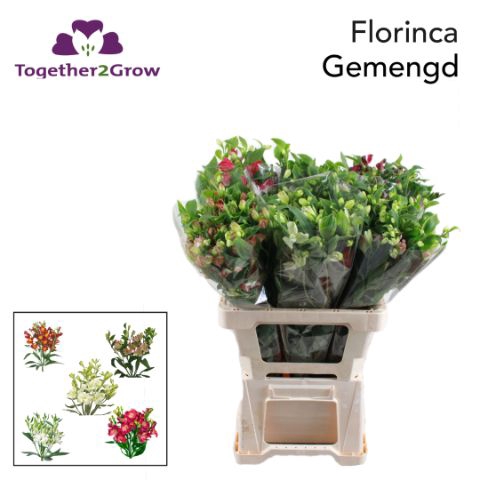 <h4>Alst Flor Gem I Fust</h4>