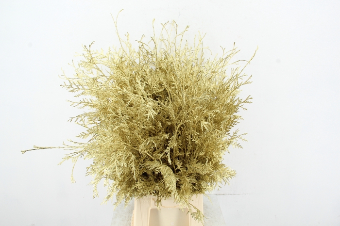 <h4>Coniferen Gold Per Bunch</h4>