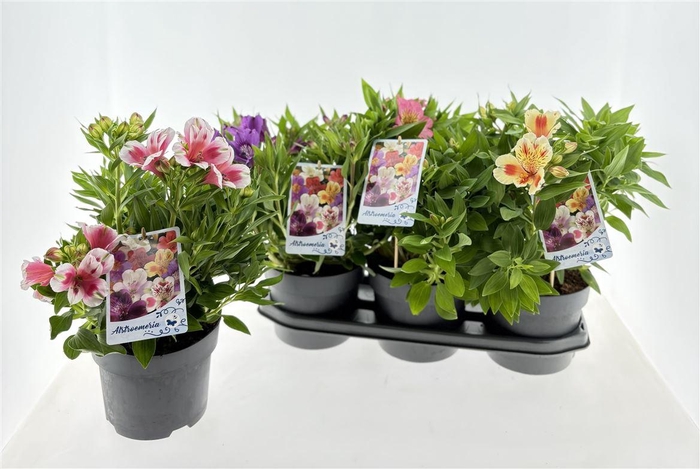 <h4>Alstroemeria Inticancha gemengd</h4>