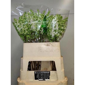 Syr V Mme Fl Stepman