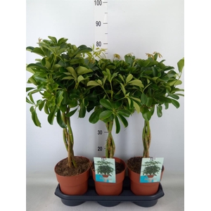 Schefflera arbor. 'Compacta'