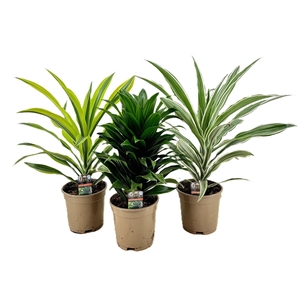 Dracaena deremensis kopstek mix