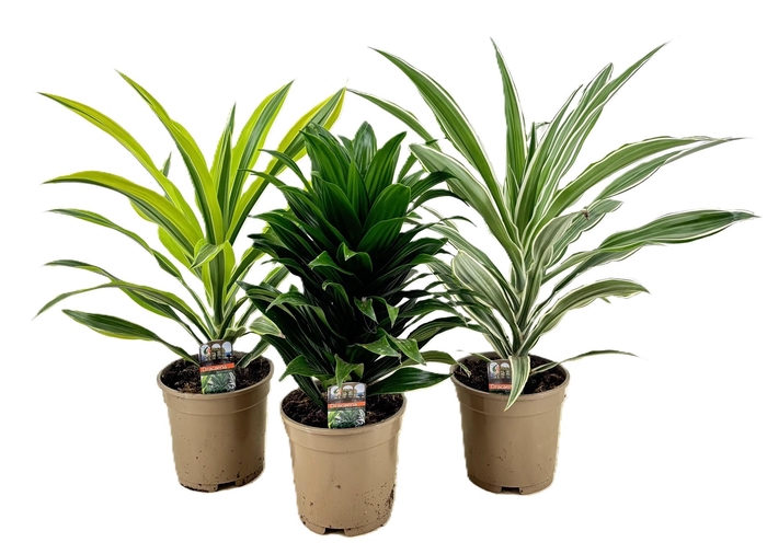 <h4>Dracaena deremensis kopstek mix</h4>