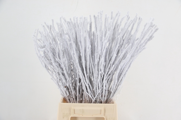 <h4>Betula Snow 60cm per bunch</h4>