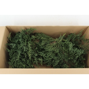 DF Gonio Tataricum Bs Olive Green 30cm