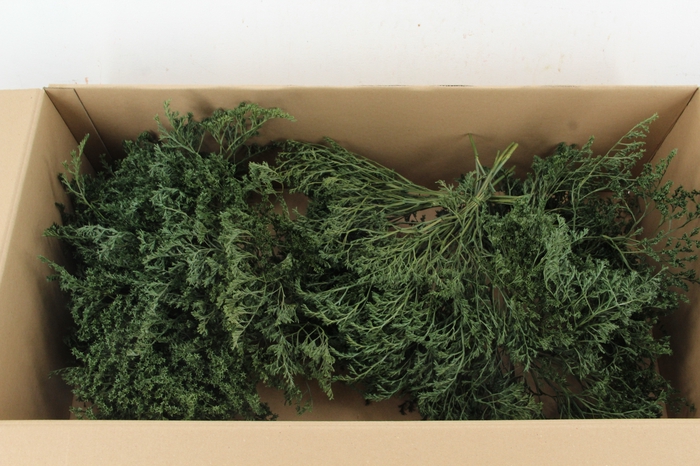 <h4>DF Gonio Tataricum Bs Olive Green 30cm</h4>