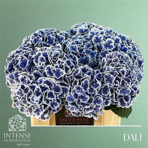 Hydr M Beau Dali