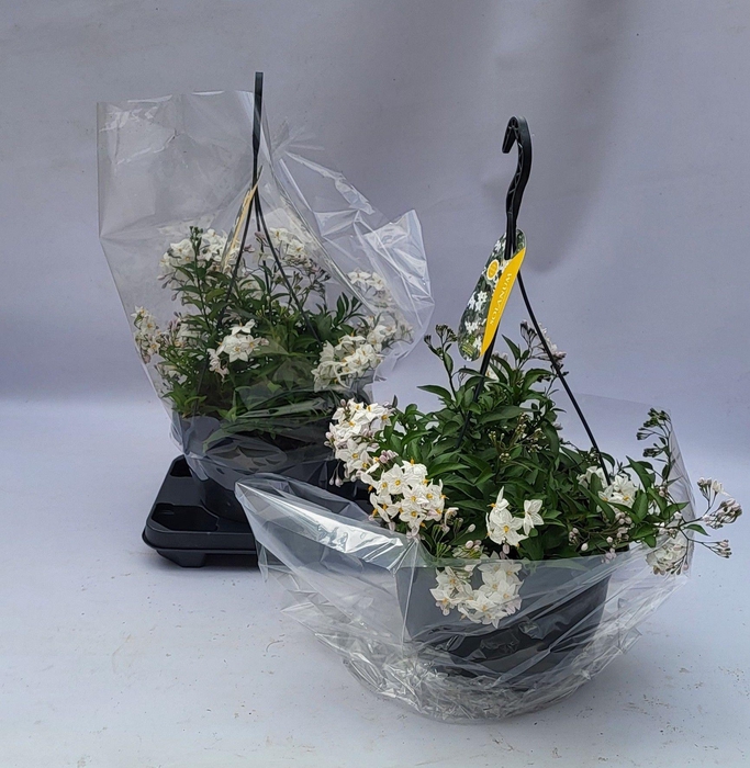 <h4>Solanum jasminoides 'Album' hangpot</h4>