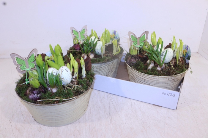 <h4>ARR BOL KNOLGEWAS</h4>