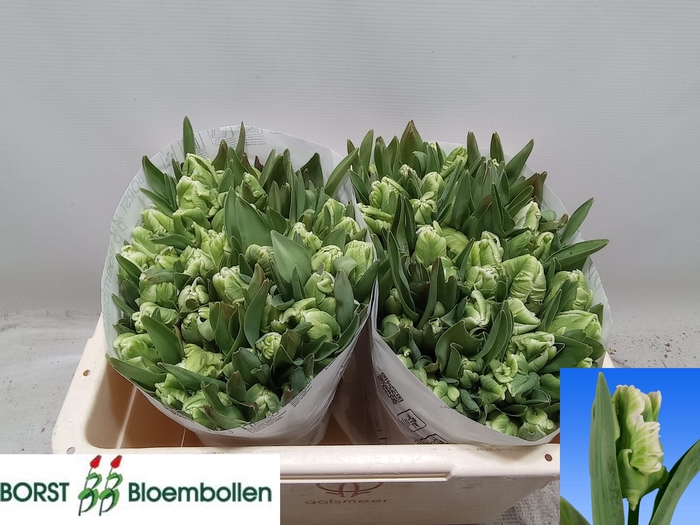 <h4>TU PA SUPER PARROT</h4>