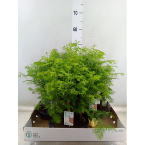 Bonsai   ...