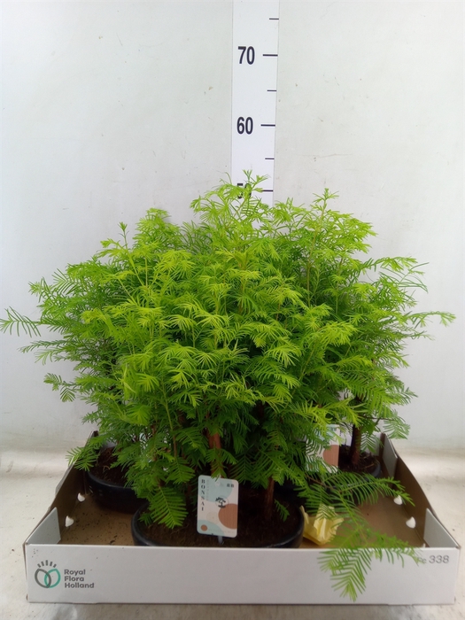 <h4>Bonsai   ...</h4>