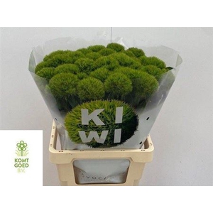 Di Barb Kiwi Mellow 60cm