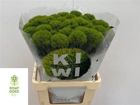 <h4>Di Barb Kiwi Mellow</h4>