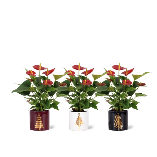 <h4>Anthurium Diamond Red in Manon 2 ceramics</h4>