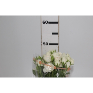 ROSA SPRAY WHITE ROSEVER 050 CM