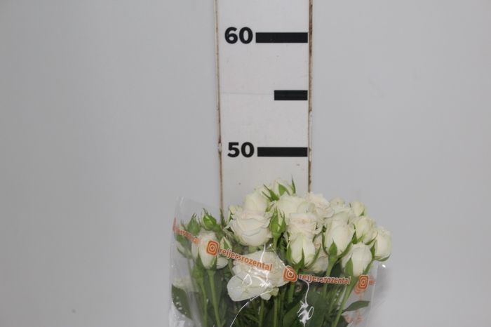 <h4>ROSA SPRAY WHITE ROSEVER 050 CM</h4>
