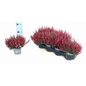 CALLU BL MIXK