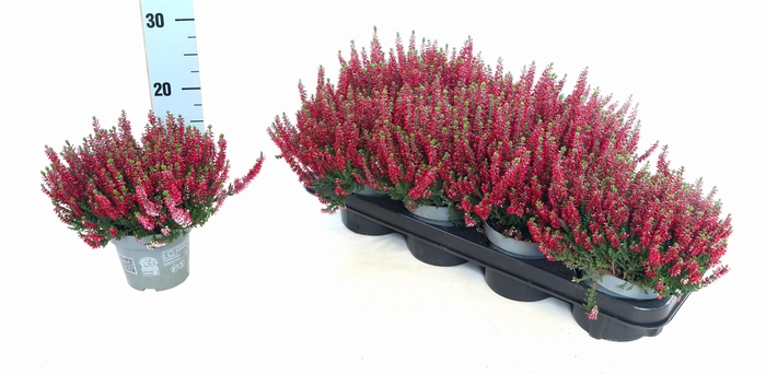 <h4>CALLU BL MIXK</h4>