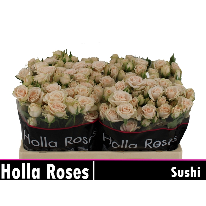 <h4>Sushi</h4>
