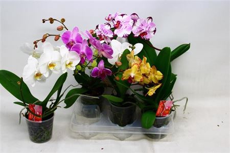 <h4>PHALAENOPSIS MIX SPECIAL</h4>