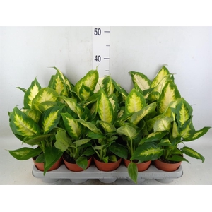 Dieffenbachia  'Camilla'