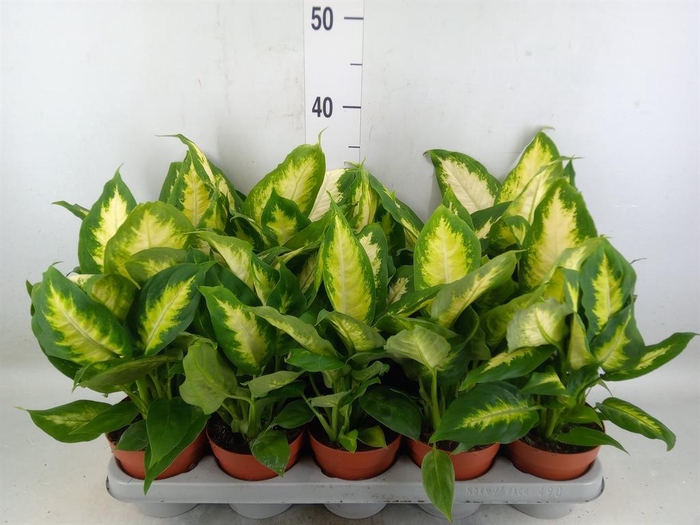 <h4>Dieffenbachia  'Camilla'</h4>