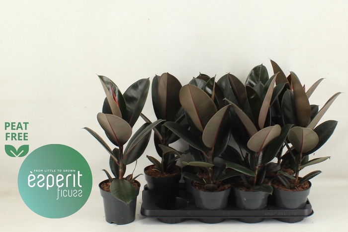 <h4>FIC EL ABIDJAN</h4>